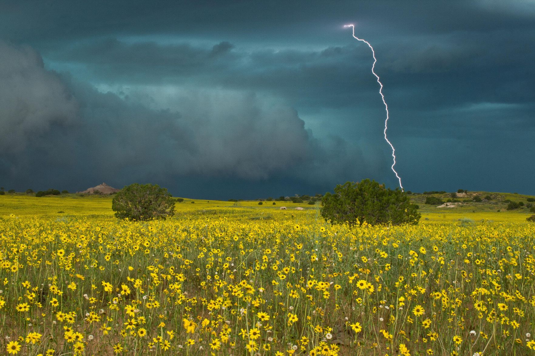 Prarie Sunflower Lightning